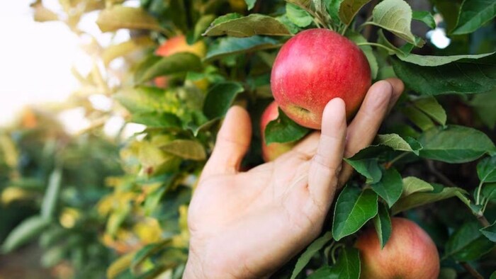 सेब की खेती पर बिहार सरकार दे रही है सब्सिडी, फोटो साभार: freepik