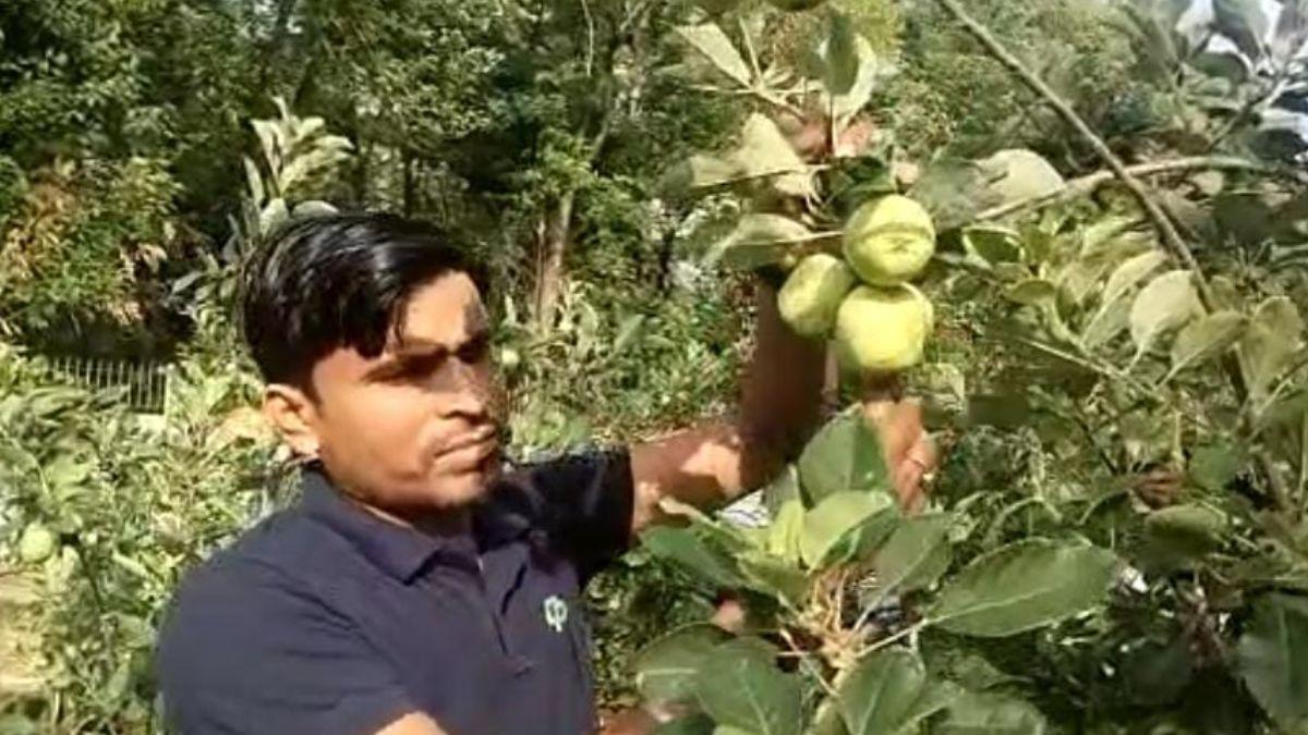 पूर्वांचल में युवा 45 डिग्री सेल्सियस पर उगा रहे है हिमाचल का सेब