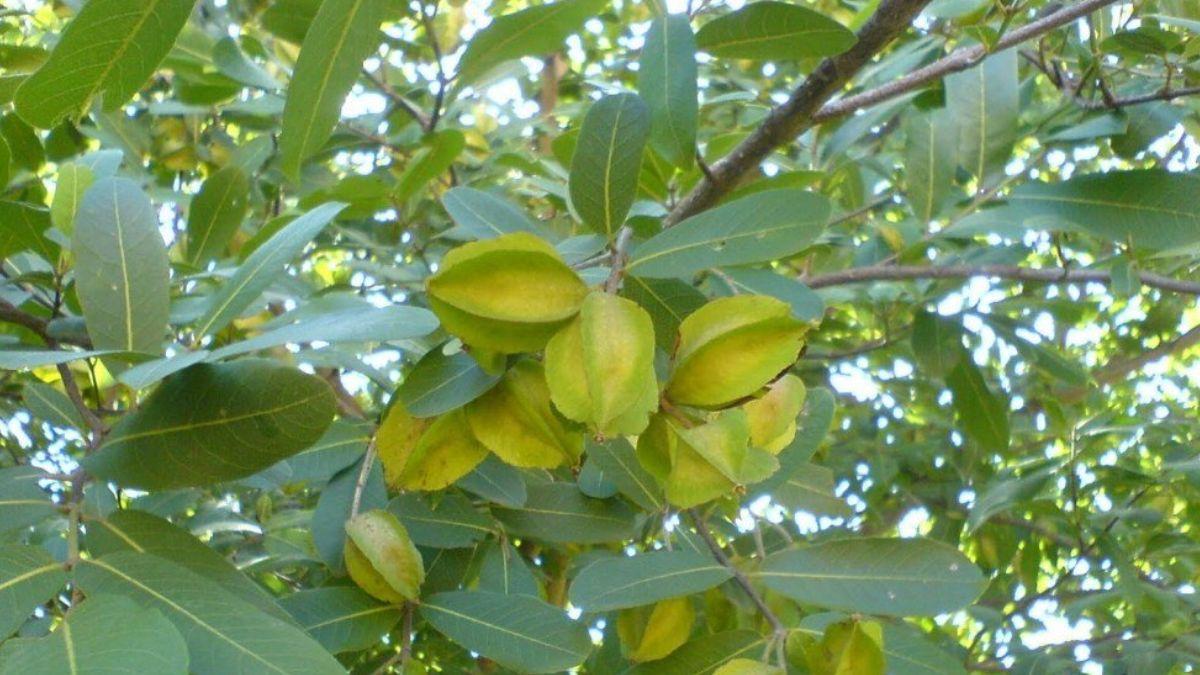 High BP की समस्या को दूर कर देगा ये 'अर्जुन', जानें क्या है ये और क्या मिलते हैं फायदे - Arjun tree helps to overcome many health related problems know what are