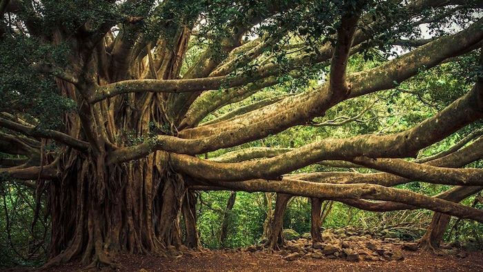 क्या है वट वृक्ष की खासियत, क्यों की जाती है इसकी पूजा?