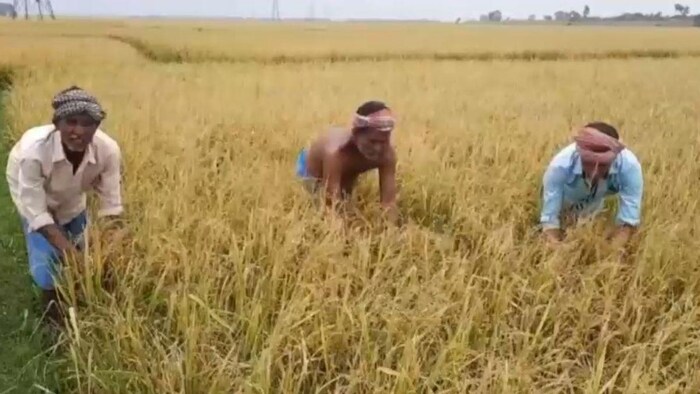 बेमौसम बारिश की वजह से धान की फसल बर्बाद: Photo Credit: Kisan Tak