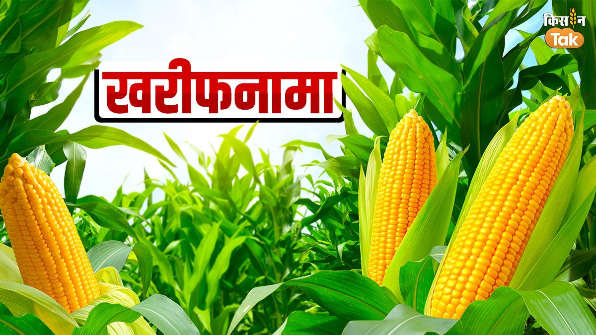 मक्के की नई किस्मों के बारे में जानिए (Photo-Kisan Tak).