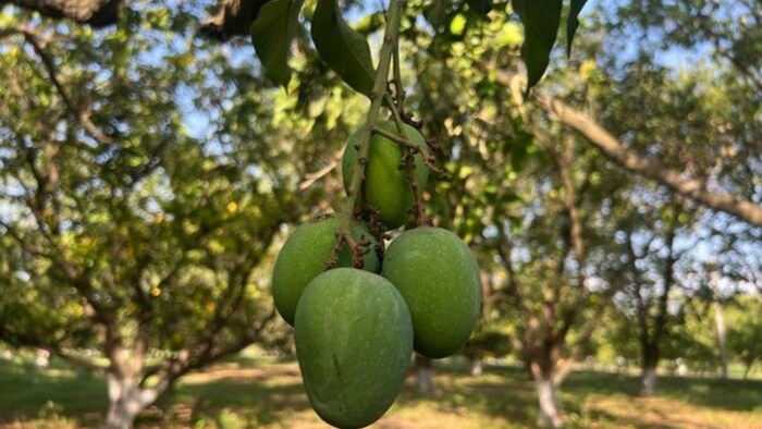 भोपाली 'दहियार' आम की विदेशों में है भारी मांग, फोटो साभार: एएनआई