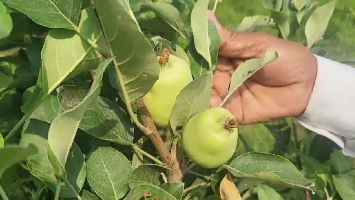 बिहार के औरंगाबाद में शुरू हुई सेब की खेती
