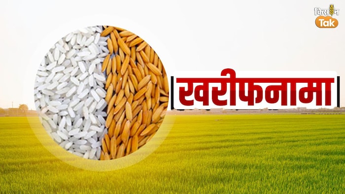 हाई प्रोटीन वाले चावल की किस्म के बारे में जानिए. (Photo-Kisan Tak).