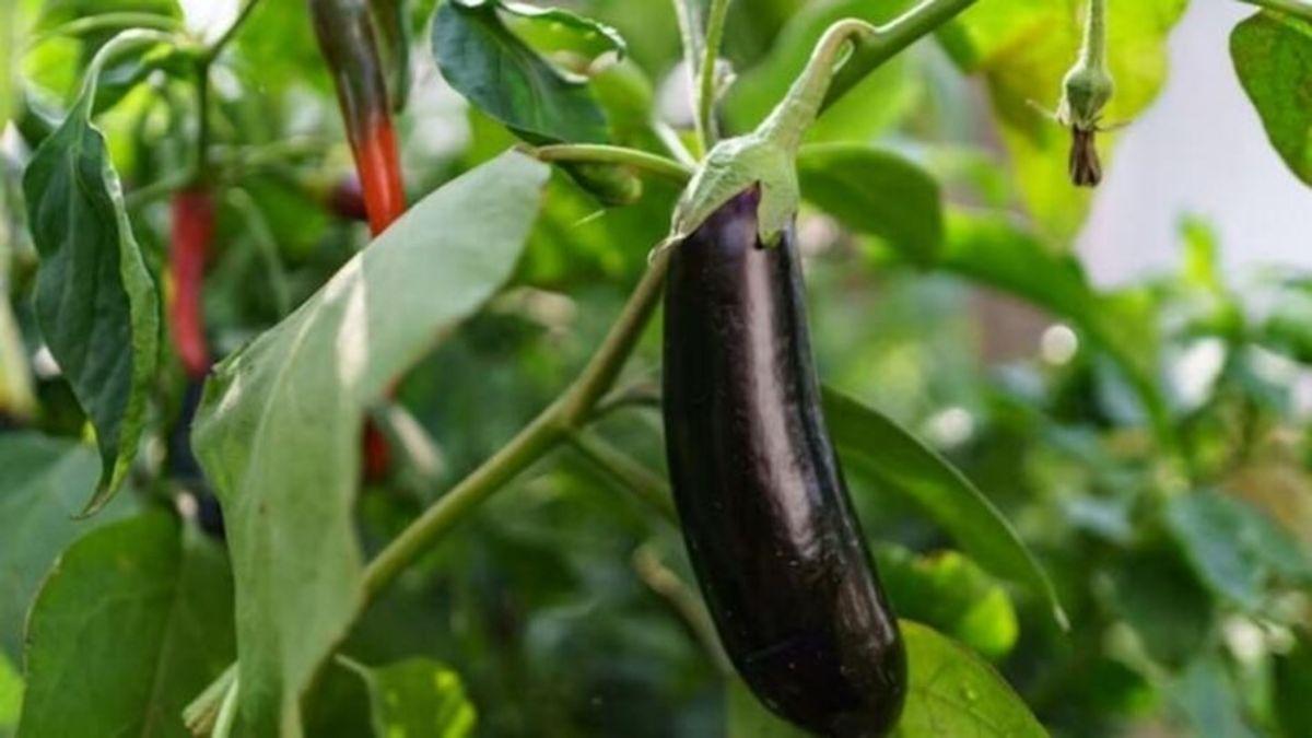 June-July में लगाएं बैंगन और कमाएं मुनाफा, जानें कौन सी किस्म देती है अच्छी पैदावार