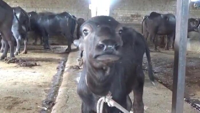 गर्मी से मवेशियों का दूध उत्पादन घट गया है