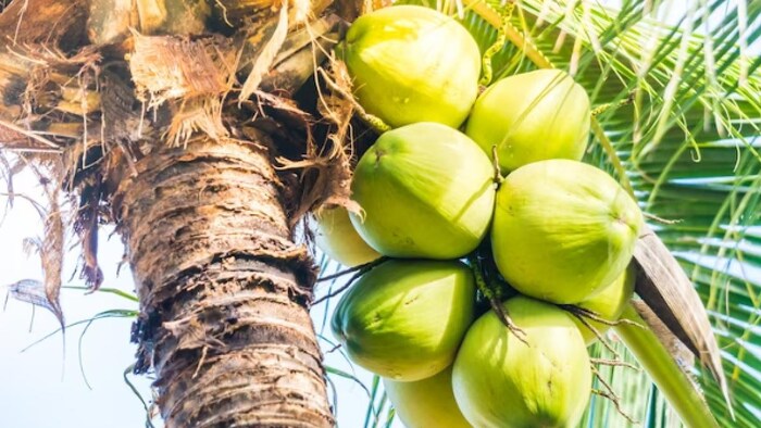 Karnataka election 2023 में नारियल किसानों की मांगें बहुत महत्वपूर्ण हैं