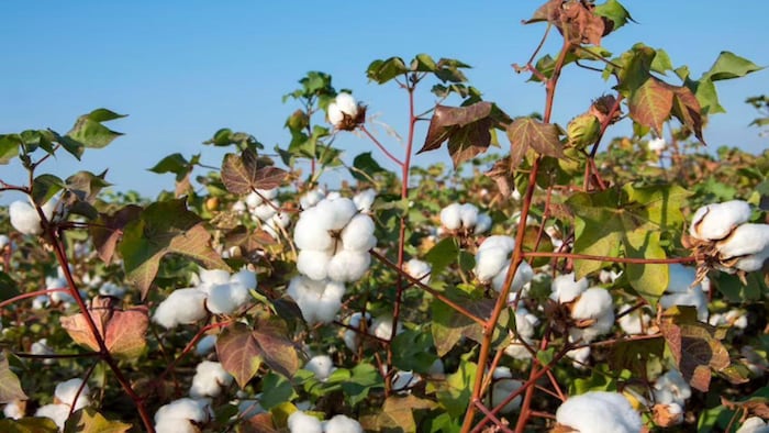 किस राज्य में होता है सबसे अधिक कपास, फोटो साभार; freepik