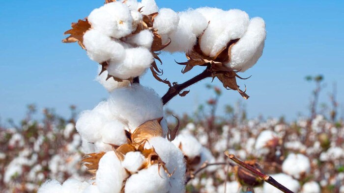 पंजाब में अब तक 30,000 हेक्टेयर में कपास की बुवाई की जा चुकी है