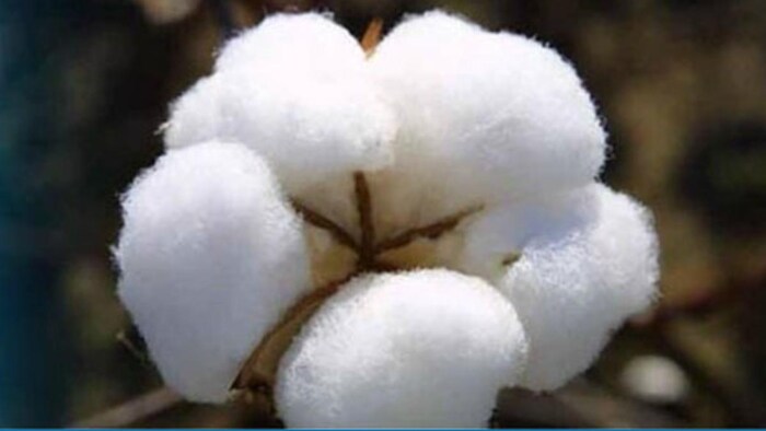 कब मिलेगा किसानों को कपास का उचित दाम ?