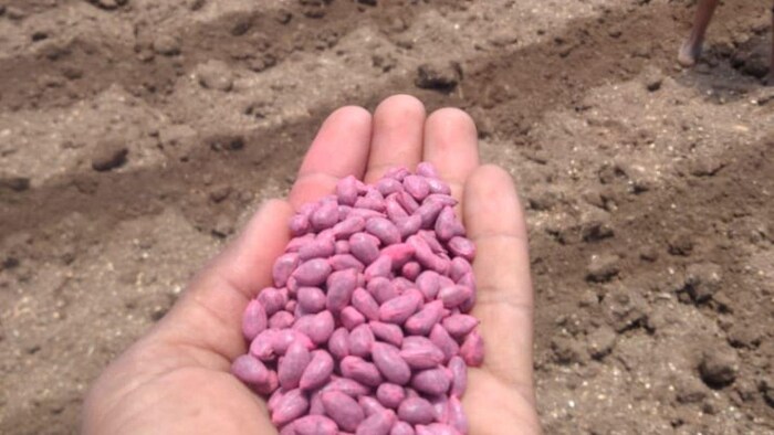 किसानों को जल्द मिलना शुरू होगा कपास का बीज (photo kisan tak)
