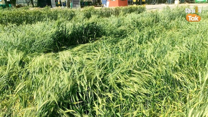 फसल नुकसान पर कितना मिलता है मुआवजा (Photo-Kisan Tak).