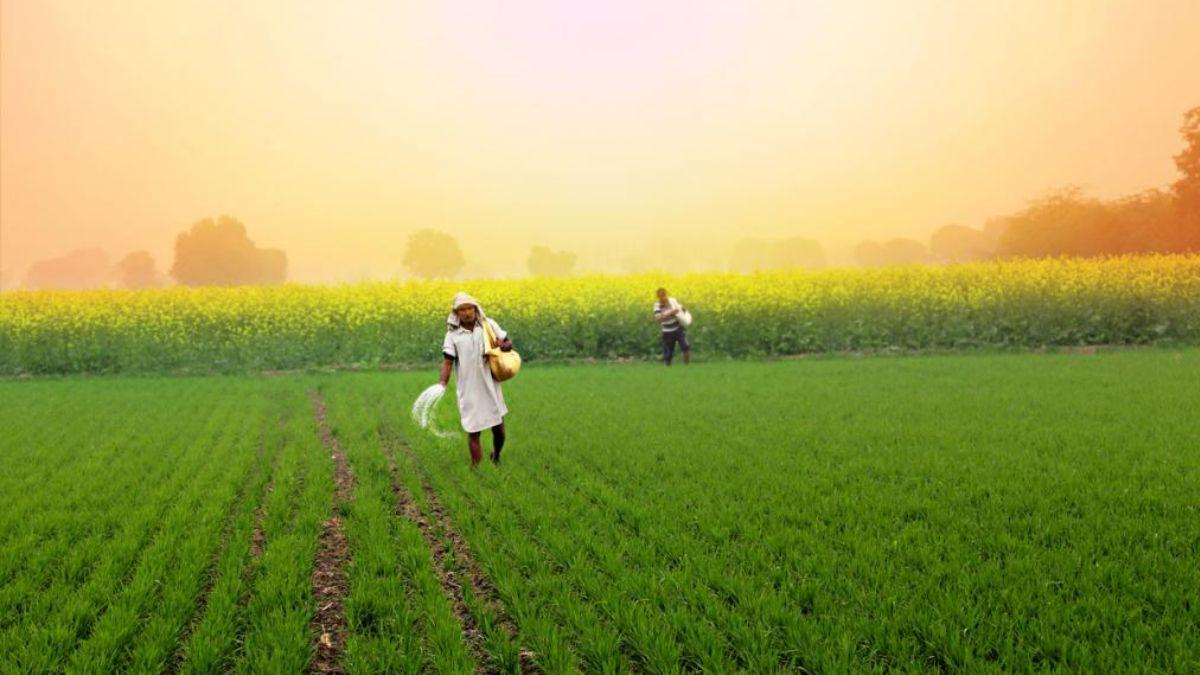 Crop Advisory: हरियाणा के किसान जरूर पढ़ें, खेती का काम शुरू करने से पहले जान लें ये बातें - Crop Advisory Important advice for haryana farmers do these thing before farming -
