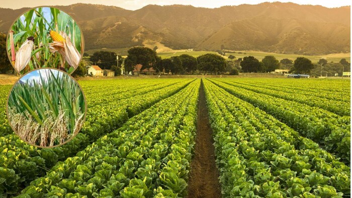 जून में करें इन फसलों की खेती