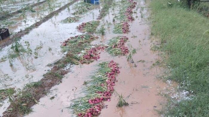 बेमौसम बारिश से प्याज की फसल हुई खराब