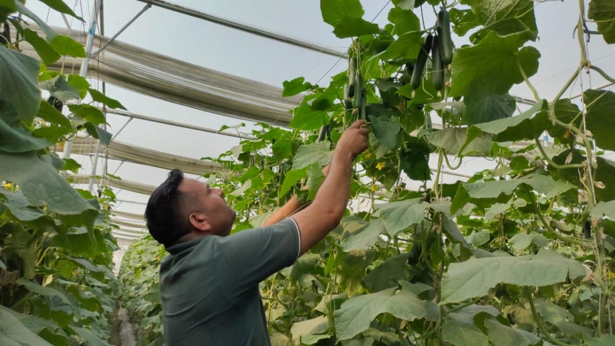 करनाल में खीरे की खेती से किसान की हुई अच्छी कमाई