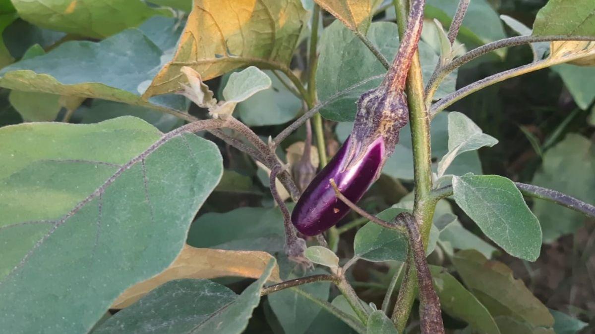 जलवायु परिवर्तन के बीच किसान कुछ खास बातों का ध्यान रखें तो उन्हें खेती में फायदा होगा