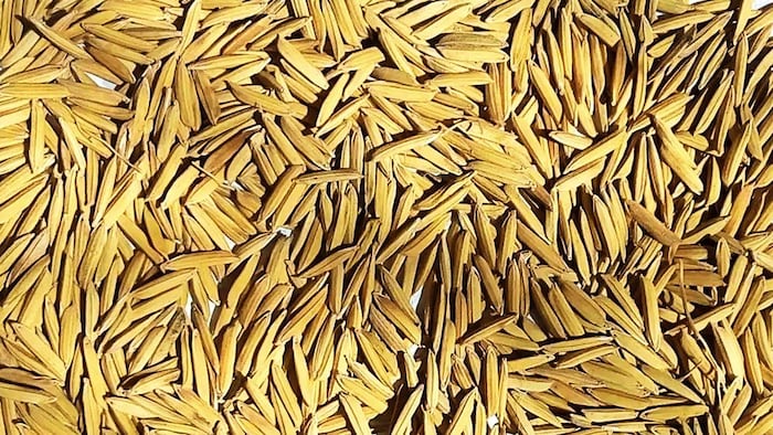 बासमती धान की बेहतरीन किस्मों के बारे में जानिए. (Photo-Kisan Tak).