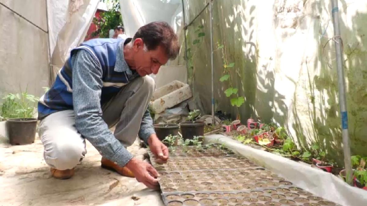 हिमाचल में भी शुरू हुई ड्रैगन फ्रूट की खेती, हमीरपुर के इस किसान ने उगाए सैकड़ों पौधे