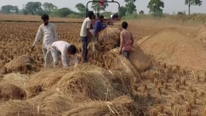 बारिश के बाद सूखे चारे के दाम में बड़ी वृद्धि देखी जा रही है