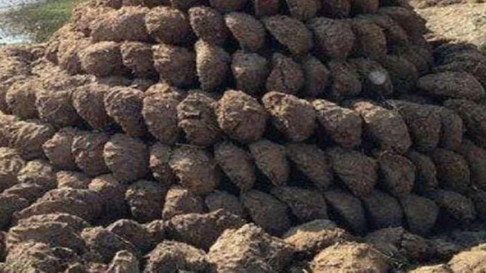 पशुओं के गोबर मूल्य में लगातार हुई वृद्धि, सांकेतिक तस्वीर