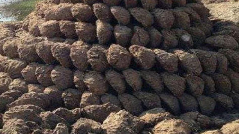 Dung Price: चारे से ज्यादा महंगा हुआ गोबर, सामने आई हैरान करने वाली रिपोर्ट Dung Price: चारे से ज्यादा महंगा हुआ गोबर, सामने आई हैरान करने वाली रिपोर्ट