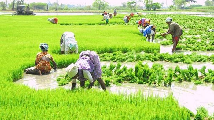 खरीफ फसलों के उत्पादन पर दिख सकता है अल नीनो का असर