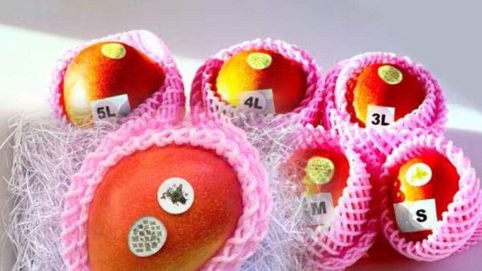 ये है दुनिया का सबसे महंगा आम