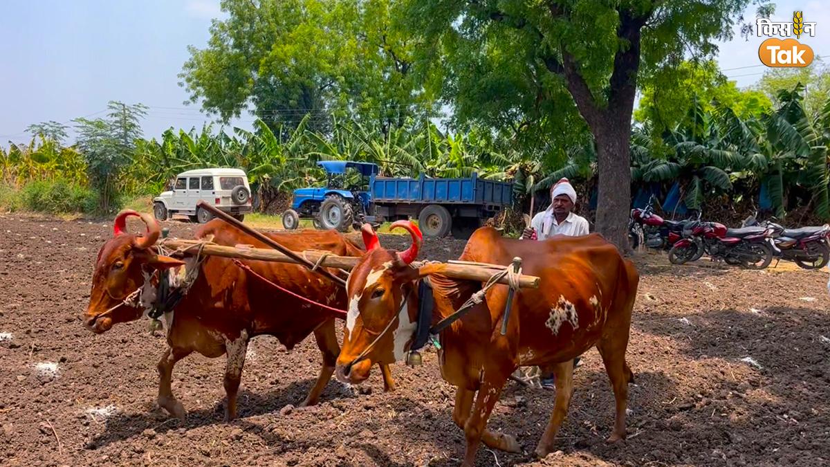 बैलों की बल्ले-बल्ले! इस राज्य में आज भी बैलों पर ट्रैक्टर से ज्यादा भरोसा करते हैं किसान, जानें वजह
