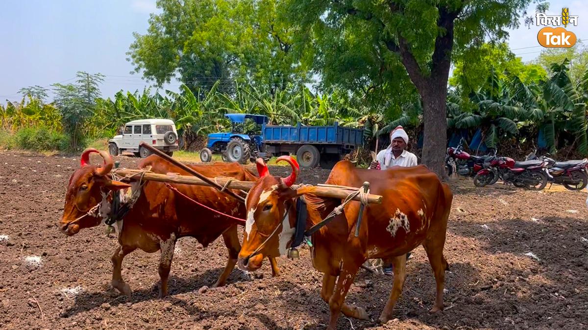 महाराष्ट्र में बैलों के जरिए अब भी हो रही खेती (All Photo-Sarita Sharma/Kisan Tak)