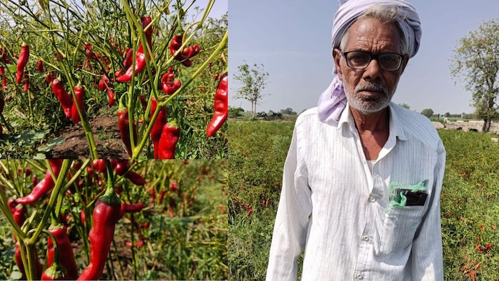 मिर्च की खेती से हो रहा शानदार मुनाफा