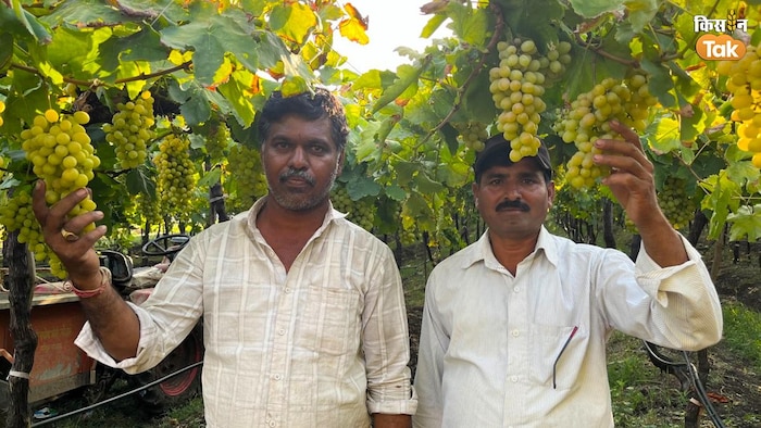 किसानों को अंगूर का नहीं मिल रहा हैं उचित दाम ( photo kisan tak)