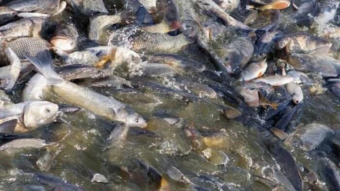 मछली पालन से होती है हर महीने मोटी कमाई