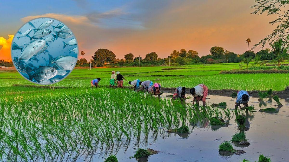 Fish Rice Farming: धान की खेती के साथ मछली पालन का रोजगार