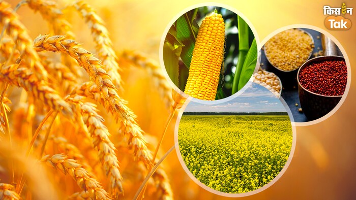 इस साल खाद्यान्न की होगी बंपर पैदावार (Photo-Kisan Tak).