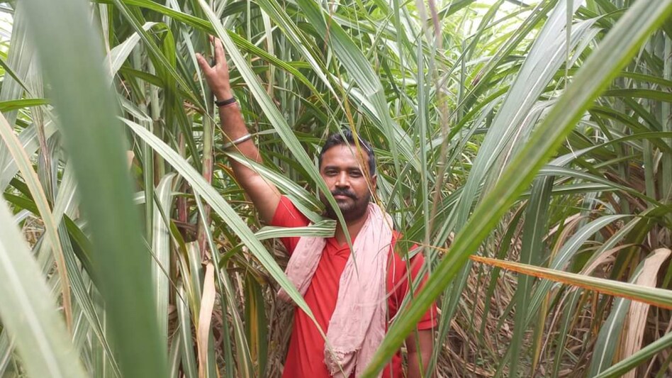 गन्ना किसानों के लिए फायदे का सौदा साबित हो रही बारिश, जानें क्या है वजह गन्ना किसानों के लिए फायदे का सौदा साबित हो रही बारिश, जानें क्या है वजह