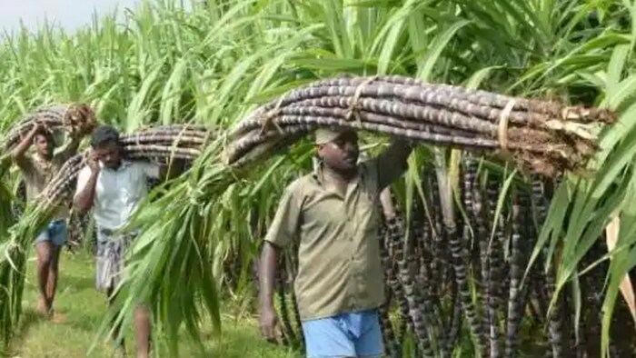 यूपी में पेराई सत्र 2023-24 के लिए नई गन्ना सट्टा एवं आपूर्ति नीति हुई जारी