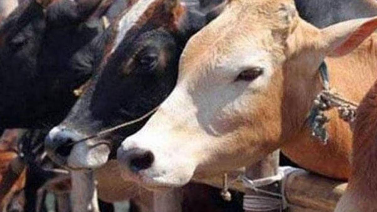 चंडीगढ़ को मिली सबसे बड़ी गौशाला, एक हजार मवेशियों को रखने की है क्षमता