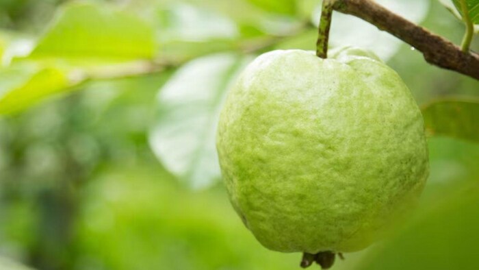 इस राज्य में दिया जा रहा बागवानी को बढ़ावा, फोटो साभार: freepik