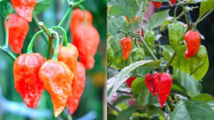 वर्ल्ड रिकॉर्ड वाली तीखी मिर्च भूत झोलकिया -16:9