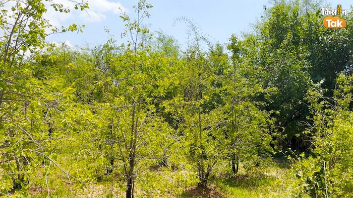 आईएचबीटी, पालमपुर, हिमाचल प्रदेश में लगा जिंको बाइलोवा का पौधा. फोटो क्रेडिट-किसान तक