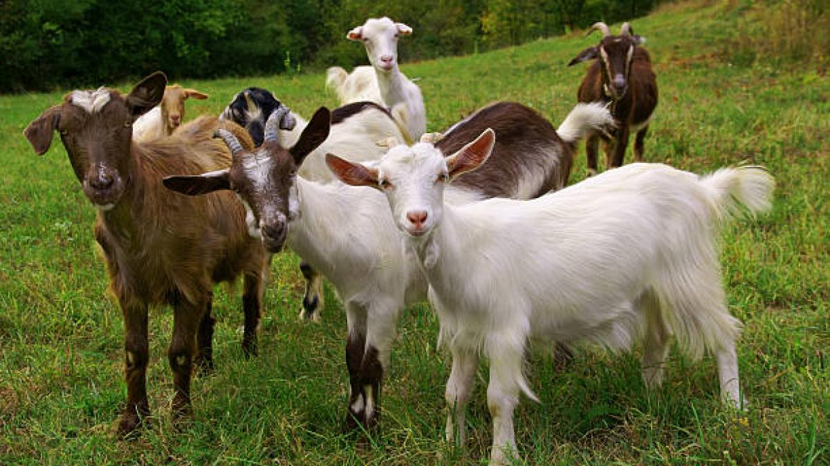 Goat Farming: इन नस्लों के साथ शुरू करें बकरी पालन का रोजगार, होगा डबल मुनाफा Goat Farming: इन नस्लों के साथ शुरू करें बकरी पालन का रोजगार, होगा डबल मुनाफा