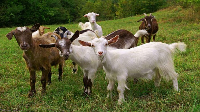 Goat Farming: बकरी पालन के लिए सरकार दे रही सब्सिडी