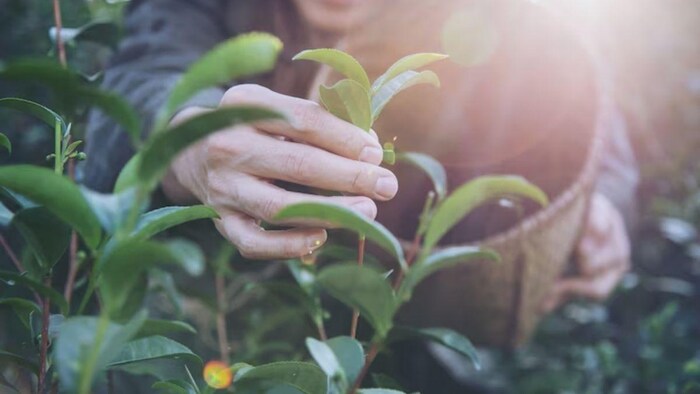 घर के बालकनी में आसानी से उगा सकते हैं ग्रीन टी, फोटो साभार: freepik