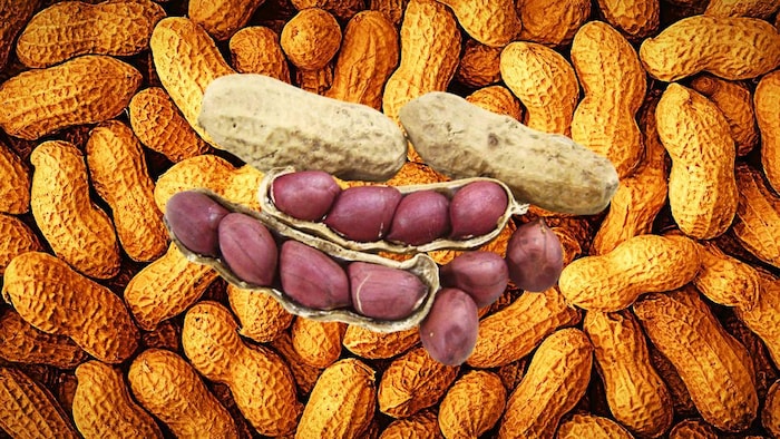 मूंगफली का कितना है दाम (Photo-Kisan Tak).