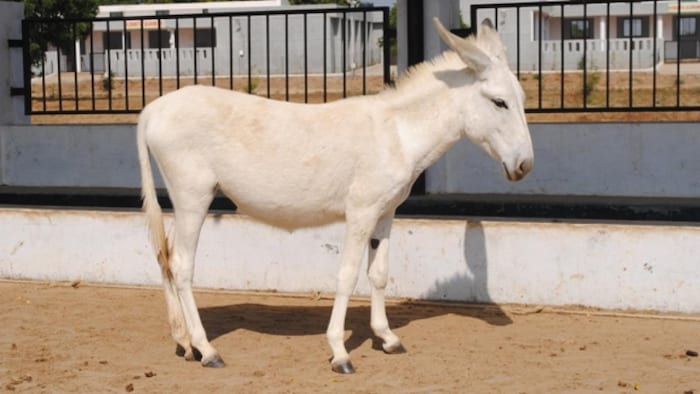 ये है हलारी गधी, फोटो क्रेडिट- अश्व अनुसंधान केन्द्र, हरियाणा