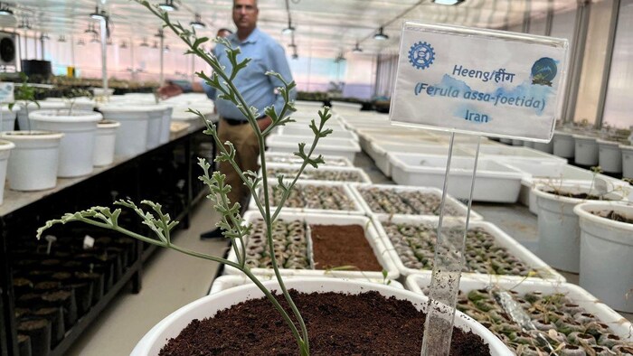 आईएचबीटी, पालमपुर, हिमाचल प्रदेश में तैयार हो रहे हींग के पौधे.