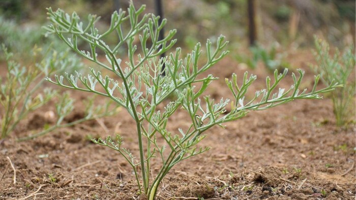 हिमाचल प्रदेश में लगा हींग का पौधा. फोटो क्रेडिट-आईएचबीटी
