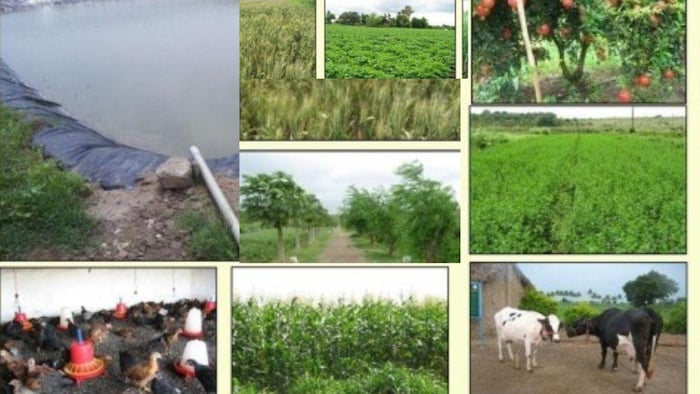 IFS तकनीक से खेती करने से एक दिन में लगभग तीन से चार हजार की आमदनी हो सकती है